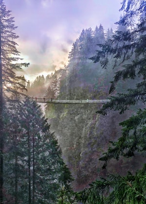 温哥华-加拿大-吊桥公园-capilano-stanley 图片素材