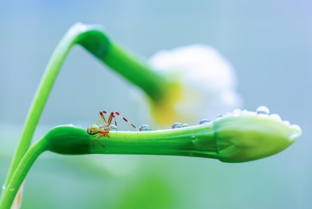 蜘蛛-昆虫-微距-蜘蛛-植物 图片素材