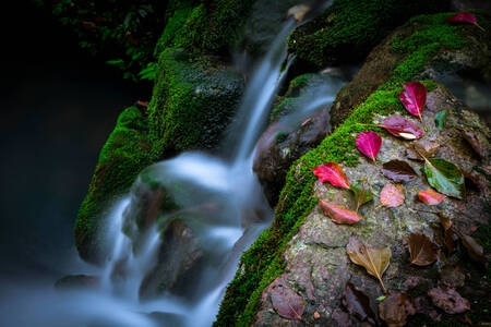 溪水-苔藓-岩石-溪水-溪流 图片素材