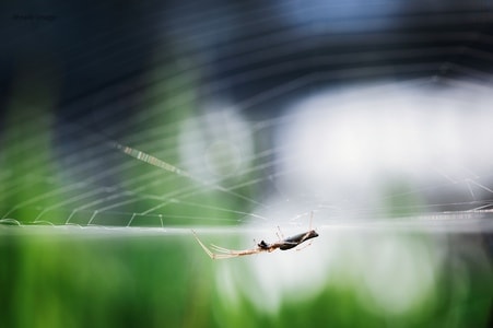 蜘蛛-昆虫-微距-蜘蛛-蛛网 图片素材