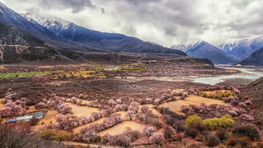 风景-林芝-桃花风景-索松村-风光 图片素材