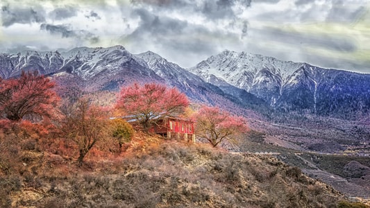 林芝-索松村-桃花风景-风景-风光 图片素材
