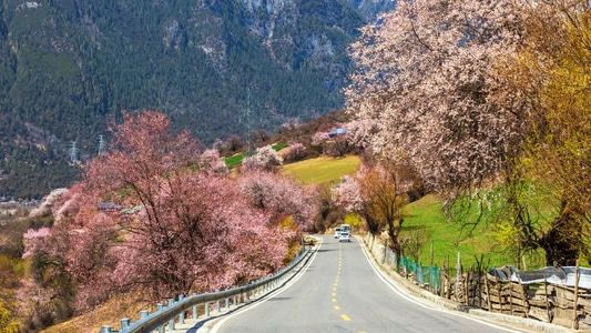 林芝-桃花-公路-风景-风光 图片素材