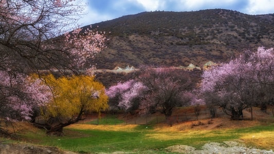 风景-林芝-桃花风景-索松村-树 图片素材
