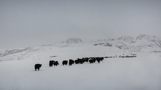 旅行-风光-川西风光-雪景-塔公草原 图片素材