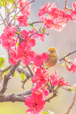 鸟-花鸟图-动物-鸟-鸟类 图片素材
