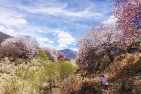 风景-林芝-桃花风景-索松村-风景 图片素材