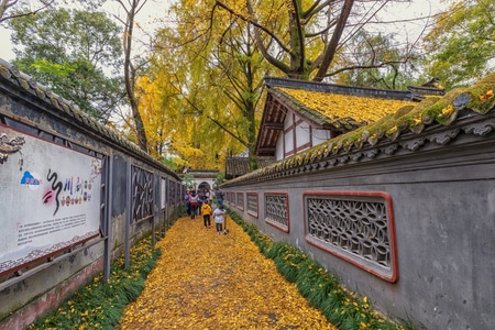 银杏黄了-银杏-成都-罨画池-风景 图片素材