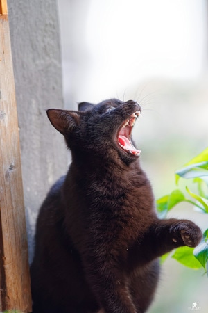 猫-生活-你好2020-猫-猫咪 图片素材