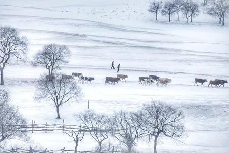 《冬季牧歌》-坝上草原-风景-雪景-雪地 图片素材
