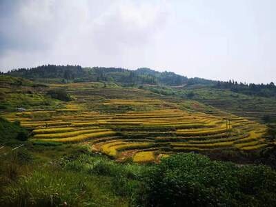 梯田-永定土楼-首发像素蜜蜂-我要上封面-自然 图片素材