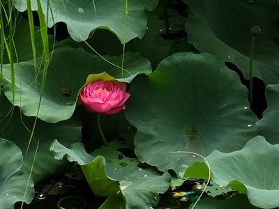 夏季-荷花盛开-姹紫嫣红-/-首发像素蜜蜂 图片素材
