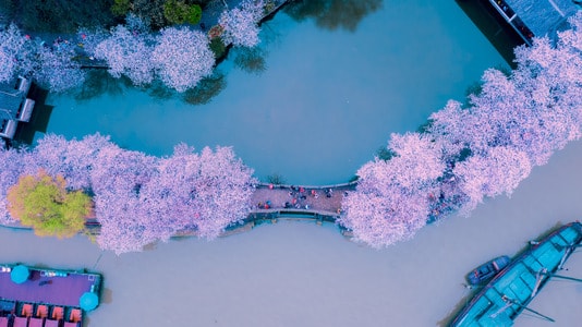 鼋头渚樱花-樱花-风景-风光-河流 图片素材