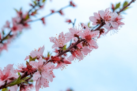 桃花-三月-春天-桃花-花朵 图片素材