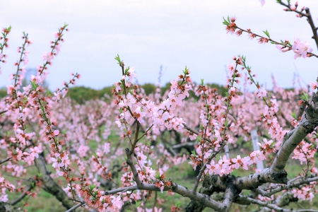 桃花-三月-春天-桃花-花朵 图片素材