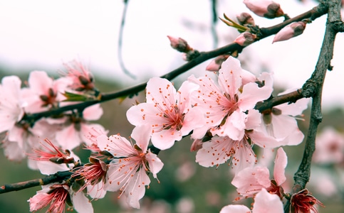 桃花-三月-春天-桃花-花朵 图片素材