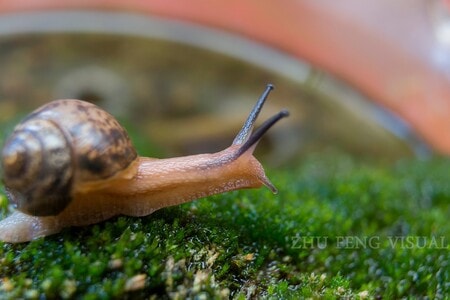 生态系统-生态写真-蜗牛-软体动物-爬行动物 图片素材