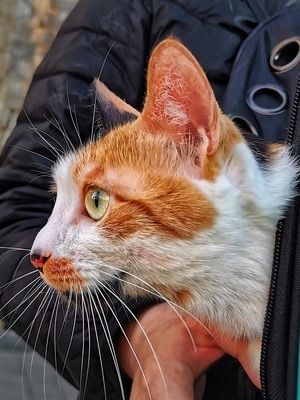 你好2020-动物-猫咪-小猫-宠物 图片素材