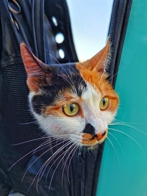 宅家-2020-动物-猫咪-小猫 图片素材
