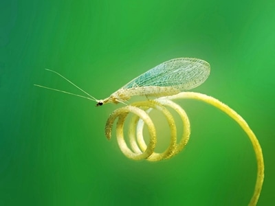 宅家-你好2020-节肢动物-昆虫-草蛉 图片素材