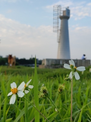 江门市-开平-百合镇-蓝天-平淡 图片素材