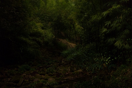 风景-旅行-四川-萤火虫-风景 图片素材