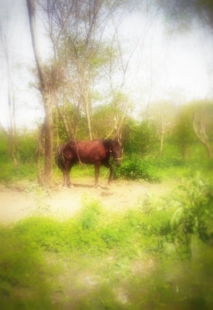 手机摄影-snapseed-光影-随拍-小品 图片素材