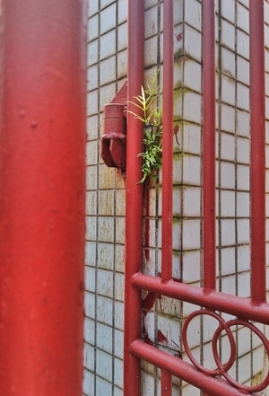 手机摄影-花花草草-光影-小品-生态 图片素材