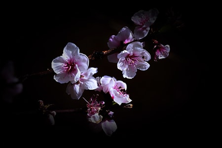 春花-一花一世界-春花-花-桃花 图片素材