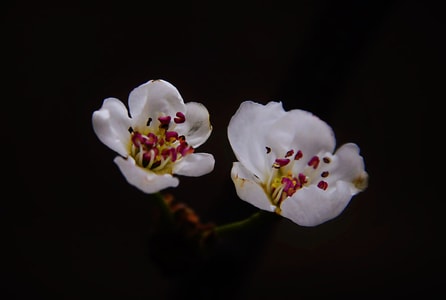 禅意-梨花-春花-花-植物 图片素材