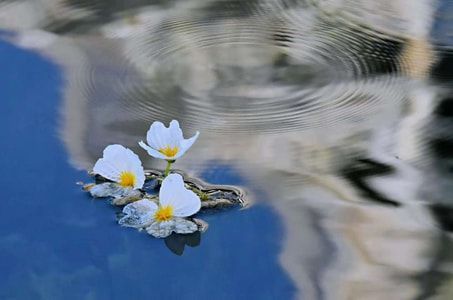 洱海-湖泊-禅意-海菜花-海菜花 图片素材