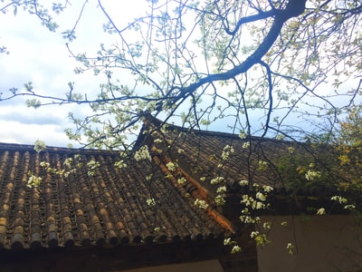 春花-梨花-乡村-大松甸梨花-花 图片素材