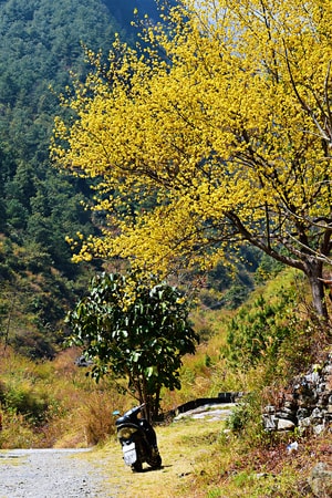乡村-春花-清净-禅意-树 图片素材