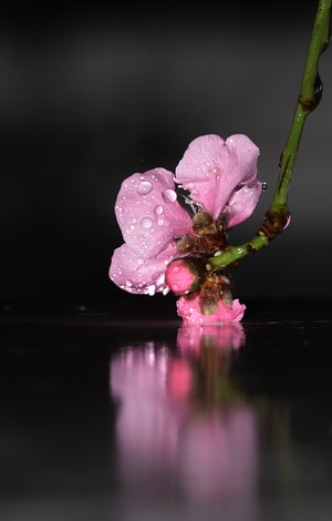 一花一世界-春花-禅意-春花-花 图片素材