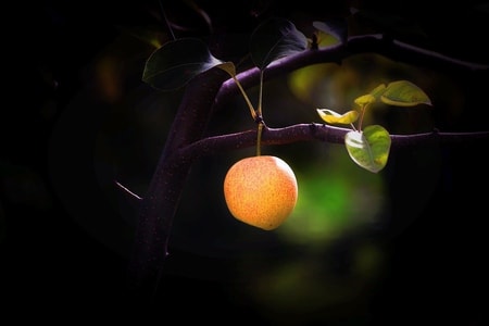 纪实-云南大理-水果-果树-梨子 图片素材