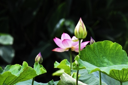 纪实-云南大理-洱海-荷花-花 图片素材