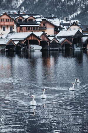 旅行-最美小镇-哈尔施塔特-雪景-天鹅 图片素材
