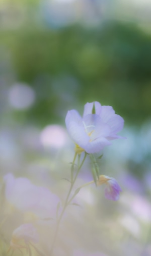 尘世烟火-枫叶-雏菊-虞美人-梦幻 图片素材