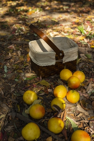 葡萄-山楂-南果梨-水果-美食摄影 图片素材