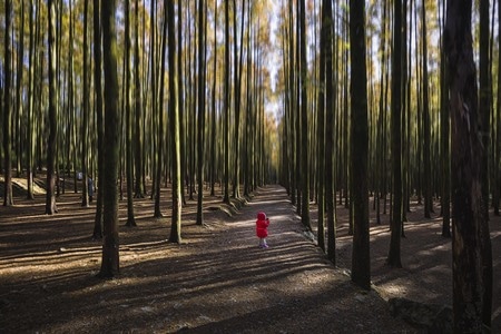 风景-水杉林-旅行-秋色-风景 图片素材