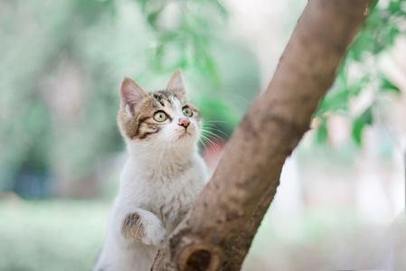 情感-旅行-猫咪-萌宠-动物 图片素材