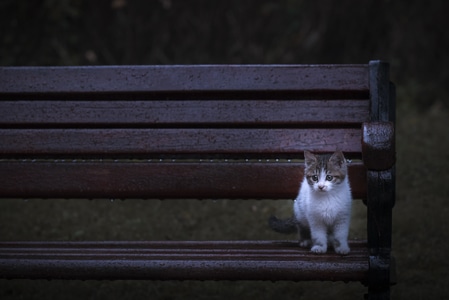 动物-萌宠写真-萌宠-情感-猫咪 图片素材