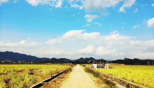 山-油菜花-水-树-路 图片素材