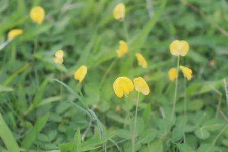 小花-小草-花朵-花瓣-小花 图片素材