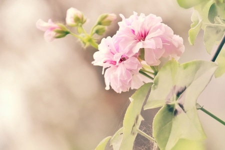 花-粉色-蛛丝-花苞-叶子 图片素材