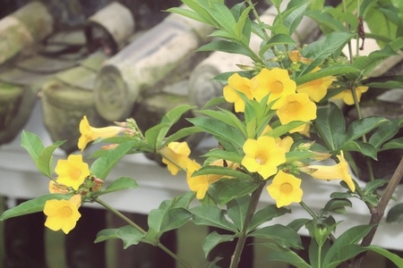 小黄花-檐角-花-花朵-花卉 图片素材