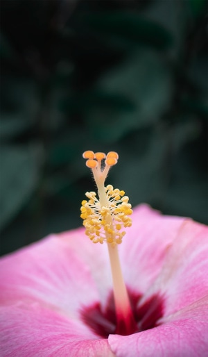 花朵-花卉-花芯-植物-自然 图片素材