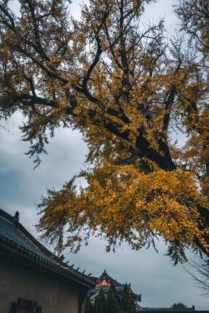 索尼-大连-树-树枝-树叶 图片素材