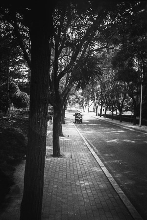 大连-胶片-街道-道路-树 图片素材