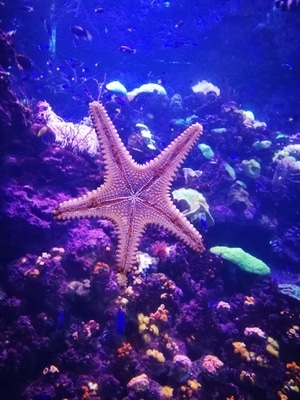 旅行-海洋生物-海星-微距-微观世界 图片素材